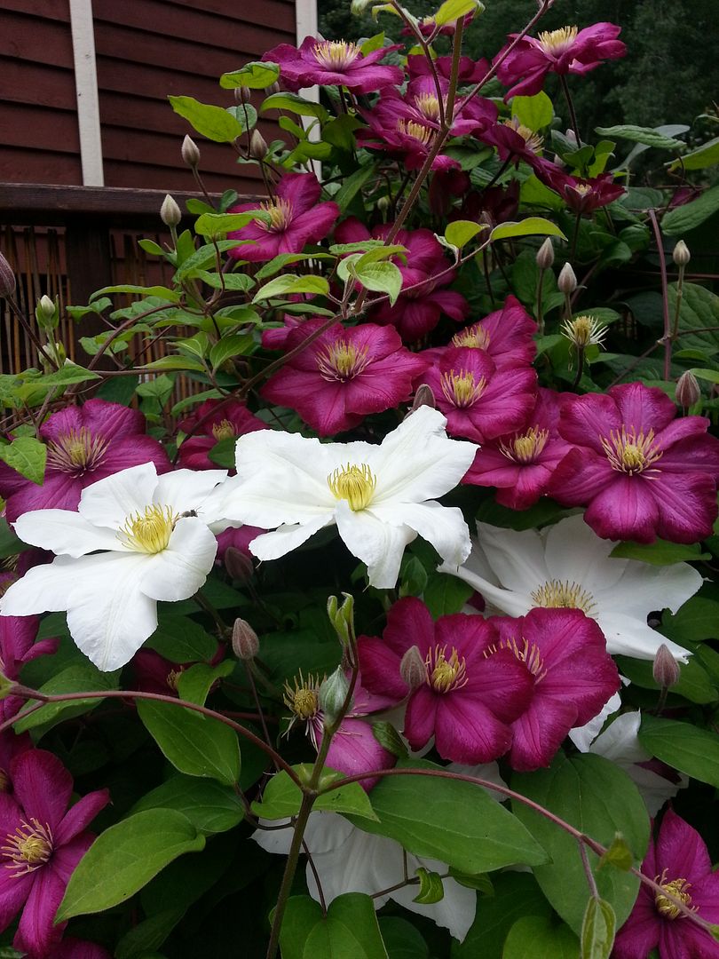  photo 20140707_111932_zpsl4jb77jx.jpg